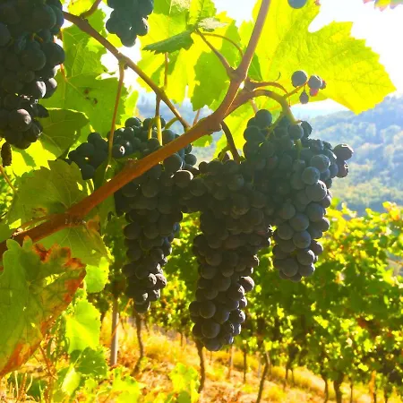 Winzerhof Maennle Oberkirch (Baden)