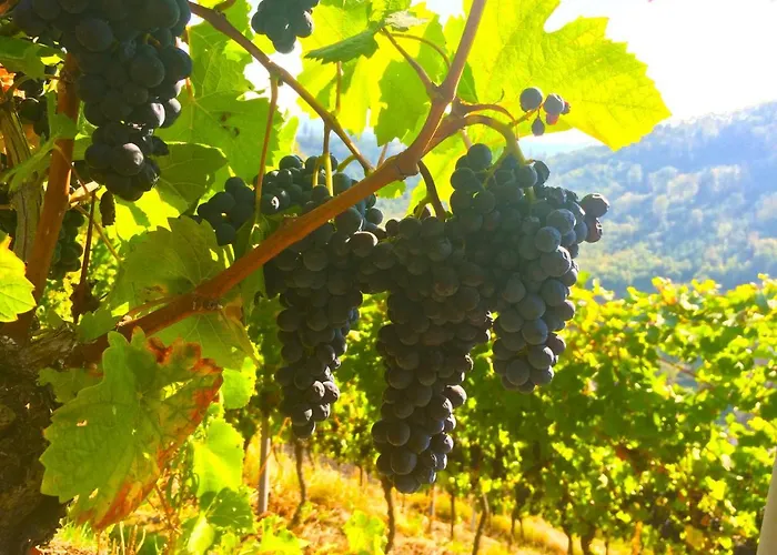 Winzerhof Maennle 오버키르히